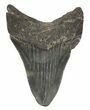 Serrated, Fossil Megalodon Tooth - South Carolina #51122-2